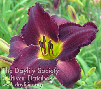 Daylily Official Curse